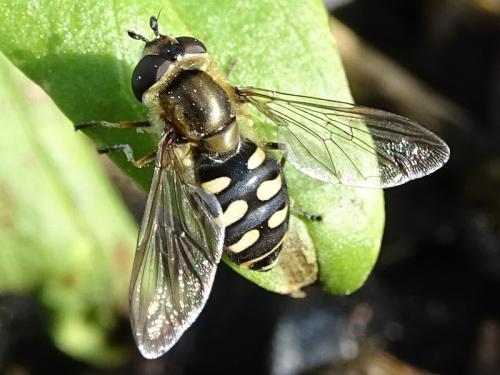 Réf. 223 300 : Eupeodes luniger
